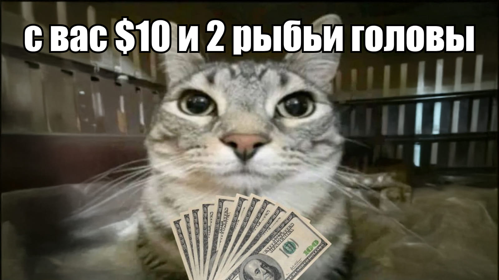 С вас 10 долларов и рыбьи головы - мем с котом С вас 10 долларов и рыбьи головы - мем с котом
