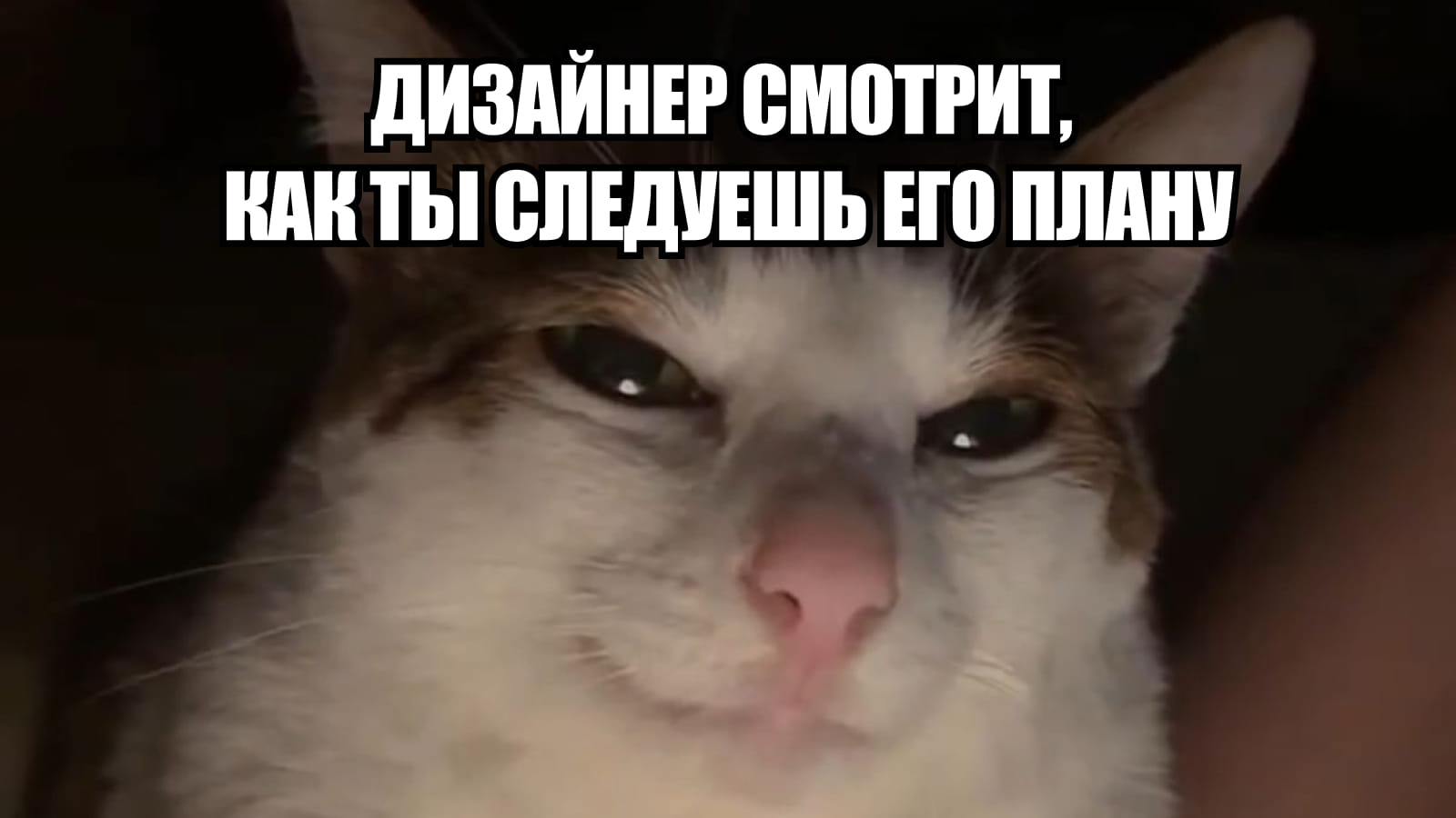 Мем с изображением кота: дизайнер смотри, как ты следуешь его плану